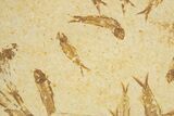 Fossil Fish (Knightia) Mortality Plate - Wyoming #327760-1